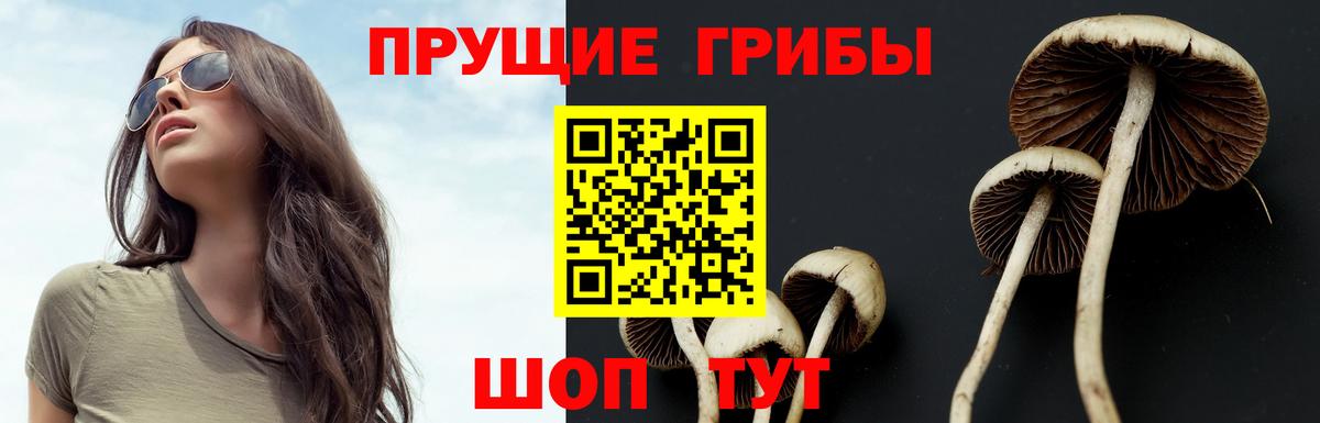 хочу   Вход с VPN  Лесозаводск  Псилоцибиновые грибы Psilocybine cubensis 